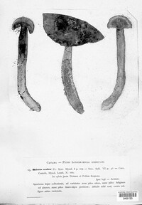 Leccinum scabrum image